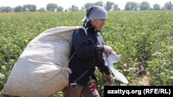 Өзбекстанда жыл сайын мақта теруге бір миллионға жуық адам шығады. 